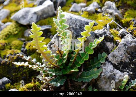 Milzfarn, wächst in einer Steinmauer, Mauer, Schriftfarn, Apothekerfarn, Asplenium ceterach, Ceterach officinarum, Rusty Spleenwort, Rustyback, Le Cét Stockfoto