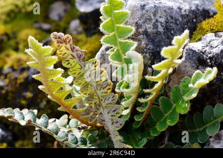 Milzfarn, wächst in einer Steinmauer, Mauer, Sporangien auf Blattunterseite in Sori, Schriftfarn, Apothekerfarn, Asplenium ceterach, Ceterach officina Stockfoto