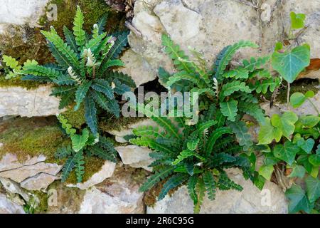 Milzfarn, wächst in einer Steinmauer, Mauer, Schriftfarn, Apothekerfarn, Asplenium ceterach, Ceterach officinarum, Rusty Spleenwort, Rustyback, Le Cét Stockfoto