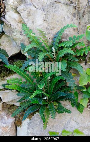 Milzfarn, wächst in einer Steinmauer, Mauer, Schriftfarn, Apothekerfarn, Asplenium ceterach, Ceterach officinarum, Rusty Spleenwort, Rustyback, Le Cét Stockfoto