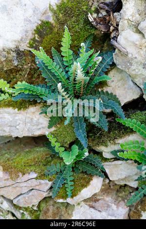 Milzfarn, wächst in einer Steinmauer, Mauer, Schriftfarn, Apothekerfarn, Asplenium ceterach, Ceterach officinarum, Rusty Spleenwort, Rustyback, Le Cét Stockfoto