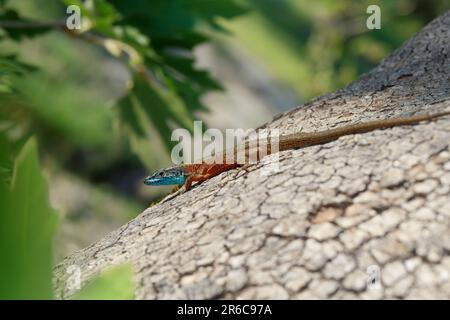 Prachtkieleidechse, Pracht-Kieleidechse, Männchen im Prachtkleid, Algyroides nigropunctatus, Algiroides nigropunctatus, Blaukehle-Eidechse, D. Stockfoto