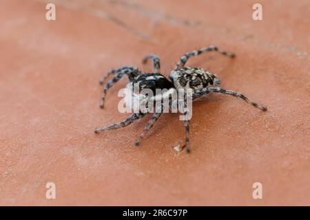 Springspinne, Weibchen, Menemerus semilimbatus, Springspinne, weiblich, Springspinnen, Salticidae, Springspinnen Stockfoto