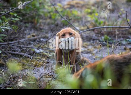 Stadtfuchs, unterwürfiges Verhalten, Schottland Stockfoto