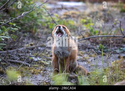 Stadtfuchs, unterwürfiges Verhalten, Schottland Stockfoto