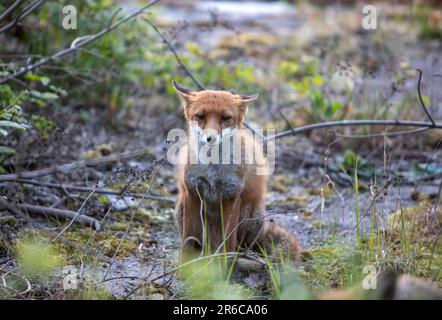 Stadtfuchs, unterwürfiges Verhalten, Schottland Stockfoto