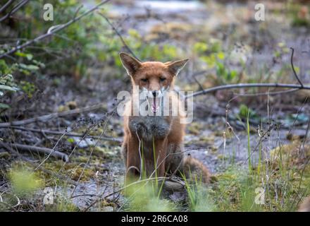 Stadtfuchs, unterwürfiges Verhalten, Schottland Stockfoto