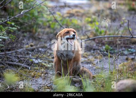 Stadtfuchs, unterwürfiges Verhalten, Schottland Stockfoto