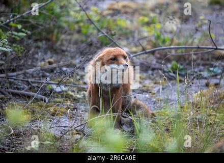 Stadtfuchs, unterwürfiges Verhalten, Schottland Stockfoto