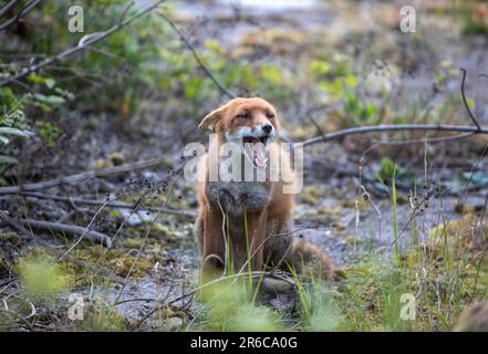 Stadtfuchs, unterwürfiges Verhalten, Schottland Stockfoto