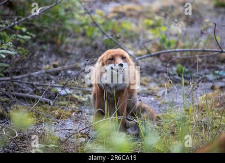 Stadtfuchs, unterwürfiges Verhalten, Schottland Stockfoto