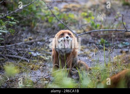 Stadtfuchs, unterwürfiges Verhalten, Schottland Stockfoto