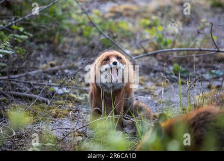 Stadtfuchs, unterwürfiges Verhalten, Schottland Stockfoto