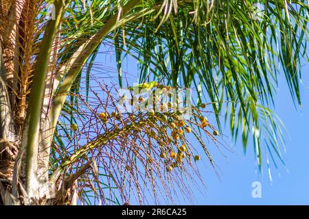 Goiania, Goias, Brasilien – 23. Mai 2023: Zwei Sittiche, die an einem klaren, sonnigen Tag kleine Kokosnüsse in einem Kokosnussbaum essen. Stockfoto