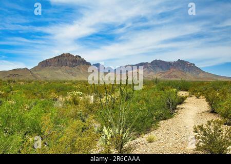 Unter einem teilweise bewölkten blauen Himmel führt ein Wüstenwanderweg durch grüne Gräser und Kakteen in Richtung eines entfernten Berges im Big Bend National Park, TX. Stockfoto