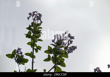 Lila Blüten des Jacaranda-Baumes im Frühling, Sofia, Bulgarien Stockfoto