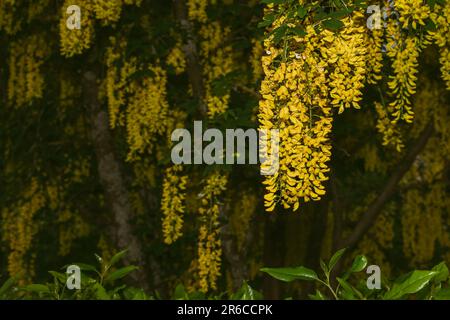 Goldene Regenblumen. Stockfoto