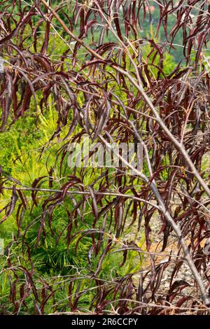 Ansorge Europäische Buche, Zweige, Fagus sylvatica „Ansorgei“ dunkle Buchenblätter Stockfoto