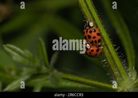 Ein Paar asiatische Käfer paaren sich. Stockfoto