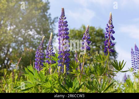 Die lila Lupinen blühen. Wunderschöne sonnige ländliche Wiese. Kopierraum, ruhige Wohnlandschaft. Stockfoto