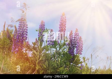 Die lila Lupinen blühen. Morgenhimmel mit Sonnenstrahlen. Wunderschöne sonnige ländliche Wiese. Stockfoto