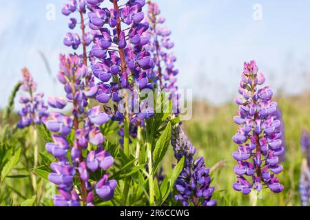 Die lila Lupinen blühen. Wunderschöne sonnige ländliche Wiese. Blauer Himmel mit Wolken. Stockfoto