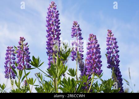 Die lila Lupinen blühen. Wunderschöne sonnige ländliche Wiese. Blauer Himmel mit Wolken. Stockfoto