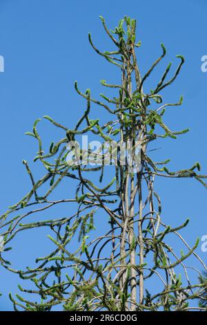 Picea abies „Viminalis“, norwegische Fichte Stockfoto