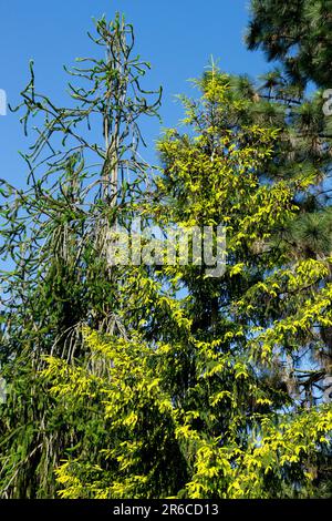 Orientalischer Fichtenbaum, Picea orientalis „Early Gold“, Norwegen Fichte, Early Gold, Picea abies „Viminalis“ Fichtenbäume Nadelbäume Stockfoto