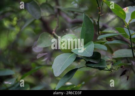 Nahaufnahme von Limetten, die im Sommer auf Bäumen in einer Baumschule oder auf einem Bauernhof wachsen. Stockfoto