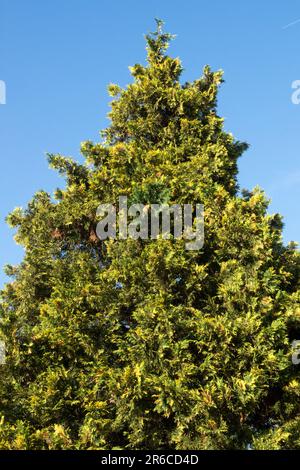 Alaska Cypress, Nootka Cypress, Chamaecyparis nootkatensis „Aureovariegata“, Alaska Cedar, Xanthocyparis Tree Stockfoto