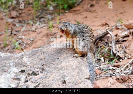 Rock Squirrel im Zion-Nationalpark spricht mit Besuchern Stockfoto