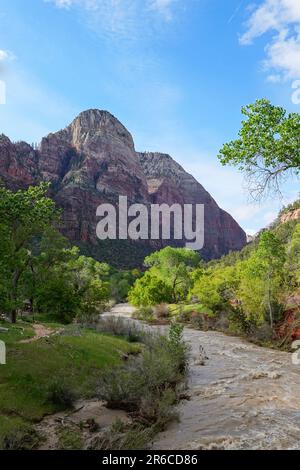 Der Virgin River fließt durch den Zion-Nationalpark in Utah Stockfoto