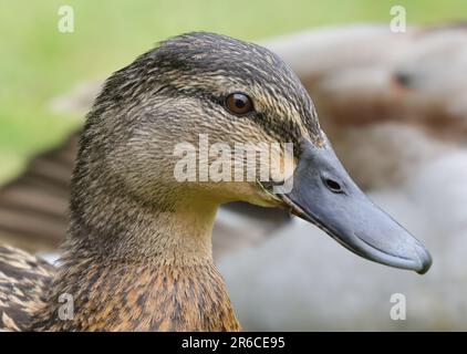 Weibliche Stockente Stockfoto