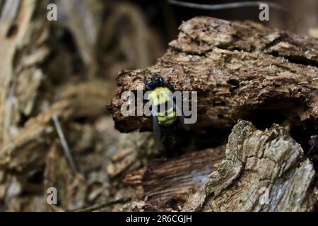 Hummelbiene auf einem Baumstamm Stockfoto