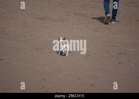 Der kleine Jack Russell Terrier Hund ist mit dem Besitzer am Strand spazieren gegangen Stockfoto
