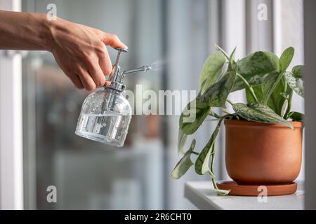 Frau sprüht Pflanzen in Blumentopf. Weibliche Hand, die Wasser auf die Scindapsus-Hauspflanze in Tontopf sprüht. Stockfoto