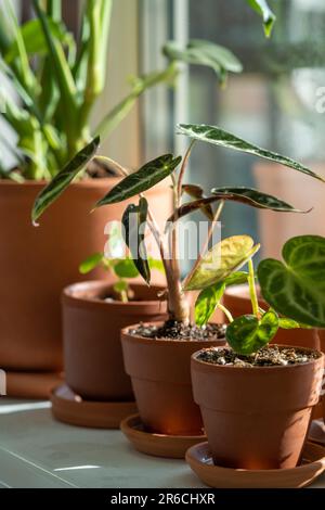 Kleine Alocasia und Anthurium Silver Blush Pflanze in Tontöpfen auf Fensterbank zu Hause Stockfoto