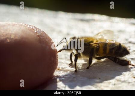Eine freundliche Biene, die einen Finger leckt. Stockfoto