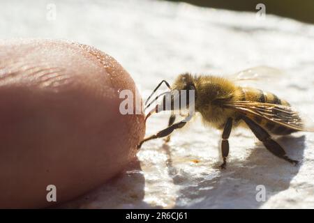 Eine freundliche Biene, die einen Finger leckt. Stockfoto