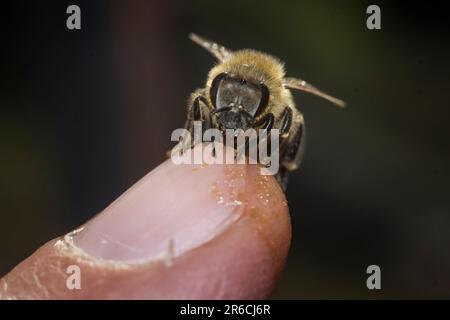 Eine freundliche Biene, die einen Finger leckt. Stockfoto