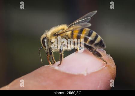 Eine freundliche Biene, die einen Finger leckt. Stockfoto