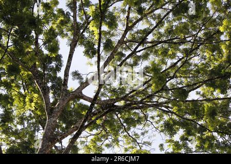 Tauchen Sie ein in die Pracht der Natur, während Sie nach oben blicken, fasziniert von der üppigen Vegetation eines hohen Baumes vor einer ruhigen Kulisse des Himmels Stockfoto