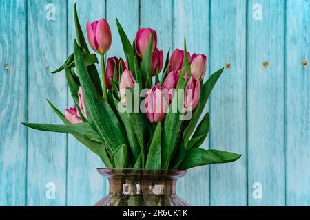Schöne Frühlingsdekoration. Rosafarbene Tulpen in Glasvase. Frische Tulpenblumen vor der blauen Wand. Blick mit Kopierbereich. Grußkarte. Woma Stockfoto