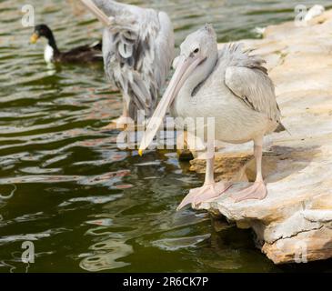 Pelikane neben dem Wasser, die eine Sonnendusche hatten. Stockfoto