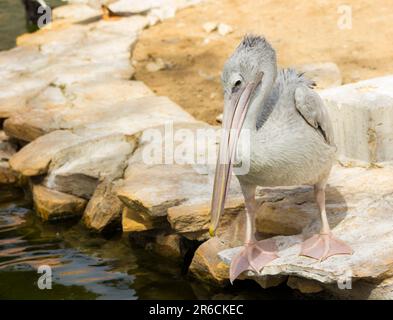 Pelikane neben dem Wasser, die eine Sonnendusche hatten. Stockfoto