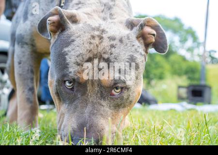 Nahansicht eines XL-Bully-Hundes, Großbritannien. Stockfoto