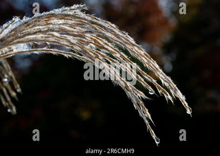 Nahaufnahme einer getrockneten Miscanthus-Pflanze mit langem, hellbraunem Gras im Hintergrund Stockfoto