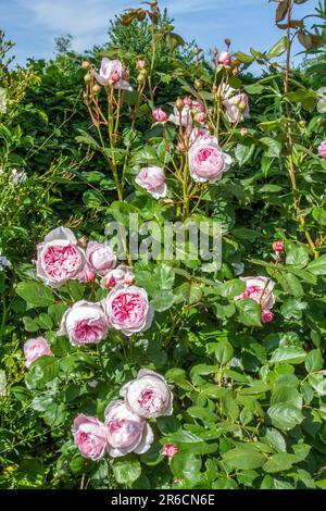 Die David Austin Strauchrose Geoff Hamilton wächst in einem englischen Cottage Rose Garten Stockfoto