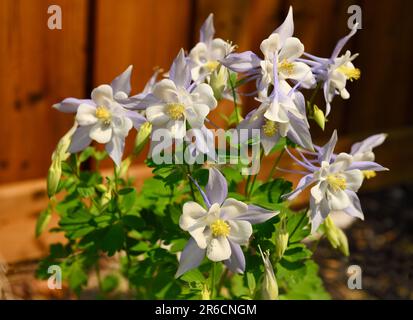 Blühende Kolumbinen, ganzjährig, Hybrid Hellblau und Weiß in der Frühlingssonne mit blauen Sepalen und weißem Korolla Stockfoto